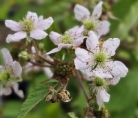 Rubus fruticosus 'Triple Crown' - Doornloze braam 'Triple Crown' - 1