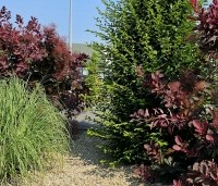 Cotinus dummeri Grace - Pruikenboom - 1