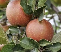 Malus dom. 'Rode Boskoop' - Malus dom. 'Rode Boskoop' - 1