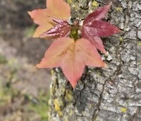 Liquidambar formosana var. monticola - Taiwanese amberboom - 4