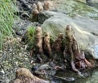 Taxodium distichum - Moerascypres - 5