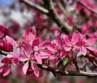Malus 'Mokum' - Sierappel 'Mokum' - 4