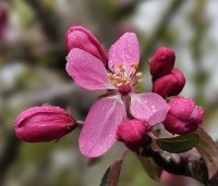 Malus 'Mokum' - Sierappel 'Mokum' - 5