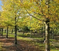 Carpinus betulus - Haagbeuk - 3