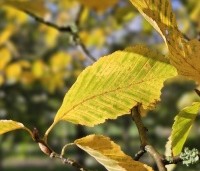 Carpinus betulus - Haagbeuk - 2