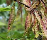Cercis siliquastrum - Judasboom - 6