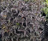 Sambucus nigra 'Black Tower'  - Zuil vlier 'Black Tower' - 1