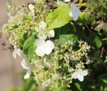 Klimhortensia met witte bloemen