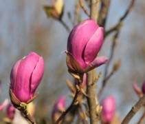 Magnolia Lennei met jonge bloemen 