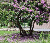 Rhododendron Grandiflorum