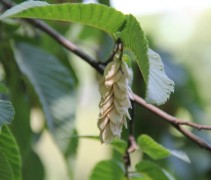 vrucht Ostrya carpinifolia 