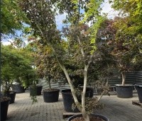 Acer palmatum 'Matsukaze' - Japanse esdoorn - 5