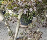 Acer palmatum 'Matsukaze' - Japanse esdoorn - 4