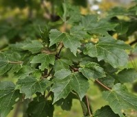 Acer rubrum 'October Glory' - Amerikaanse esdoorn - 1