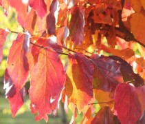 Parrotia persica Vanessa