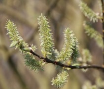 Salix Alba