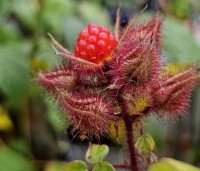 Rubus phoenicolasius - Japanse wijnbes - 2