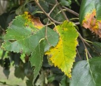 Betula utilis 'Doorenbos' - Himalayaberk - 1