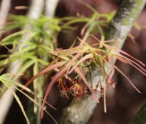 Acer palmatum 'Linearilobum'