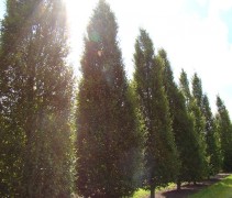 Carpinus betulus 'Frans Fontaine' en Carpinus betulua 'Fastigiata'