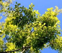 Zelkova serrata