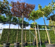 Platanus hispanica en diverse andere dakvormen