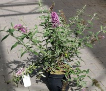 Vlinderstruik 'Pink Delight' in pot