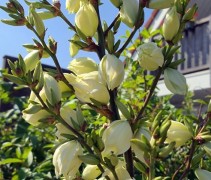 Yucca bloei