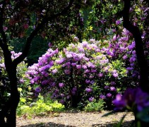 Rhododendron 'Catawbiense Grandiflorum'