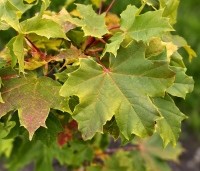 Acer plat. 'Princeton Gold' - Acer plat. 'Princeton Gold' - najaar