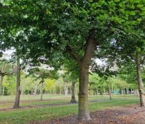 groene beuk