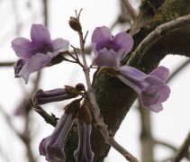 Paulownia tomentosa bloem