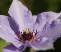 Clematis 'Blue Angel' blauwe bloem