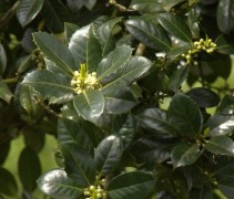 Ilex aquifolium J.C. van Tol
