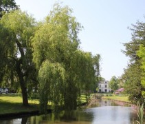Salix x sepulcralis 'Tristis'