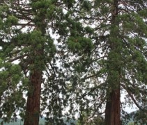 Sequoiadendron Giganteum