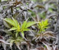 Sambucus nigra 'Black Tower'  - Zuil vlier 'Black Tower' - 3