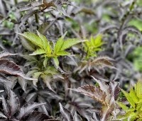 Sambucus nigra 'Black Tower'  - Zuil vlier 'Black Tower' - 2