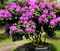 Rhododendron 'Catawbiense Boursault'  - Rododendron 'Catawbiense Boursault'  - 2