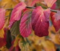 Parrotia persica 'Bella' - Perzisch IJzerhout - 5