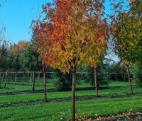 Liquidambar styraciflua 'Stared'  - Amberboom 'Stared' - 3