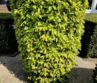 Carpinus betulus - Haagbeuk - 4