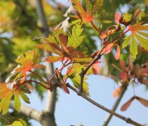 Acer japonica Aconitifolium