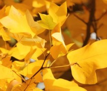 Liriodendron tulipifera