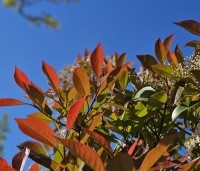 Photinia fraseri 'Red Robin'  - Glansmispel - 3