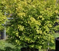 Acer campestre 'Nanum' - Acer campestre 'Nanum' - 1