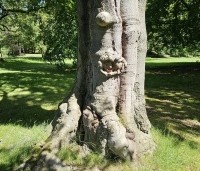 Fagus sylvatica 'Atropunicea' - Rode beuk - 4