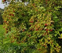 Viburnum opulus - Gelderse Roos - 3