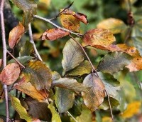 Fagus sylvatica 'Purple Fountain' - Rode treurbeuk 'Purple Fountain' - herfstblad