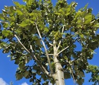 Tilia tomentosa 'Brabant' - Zilverlinde 'Brabant' - 2